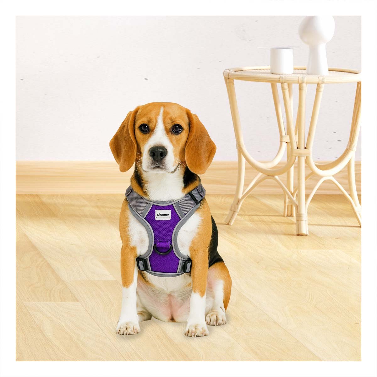 PACK4 SOPORTE AJUSTABLE PARA PERRO MORADO TALLA M LIGERO Y PRACTICO - 3