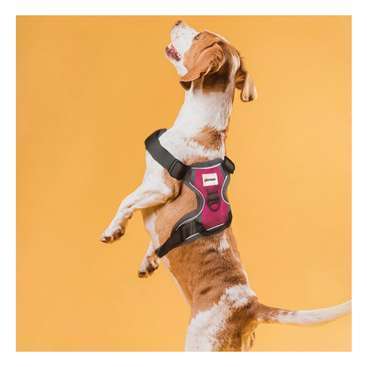 PACK4 CORREA Y PECHERA PARA PERRO AJUSTABLE CON COMODIDAD Y SEGURIDAD Y+PAPEL REGALO - 2