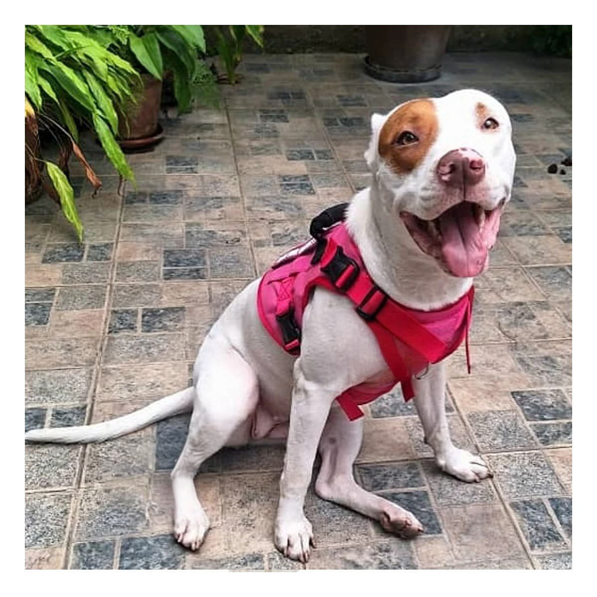 PACK6 PECHERA PARA PERRO ROSADO TACTICO TALLA XL CON MATERIAL TRANSPIRABLE - 3