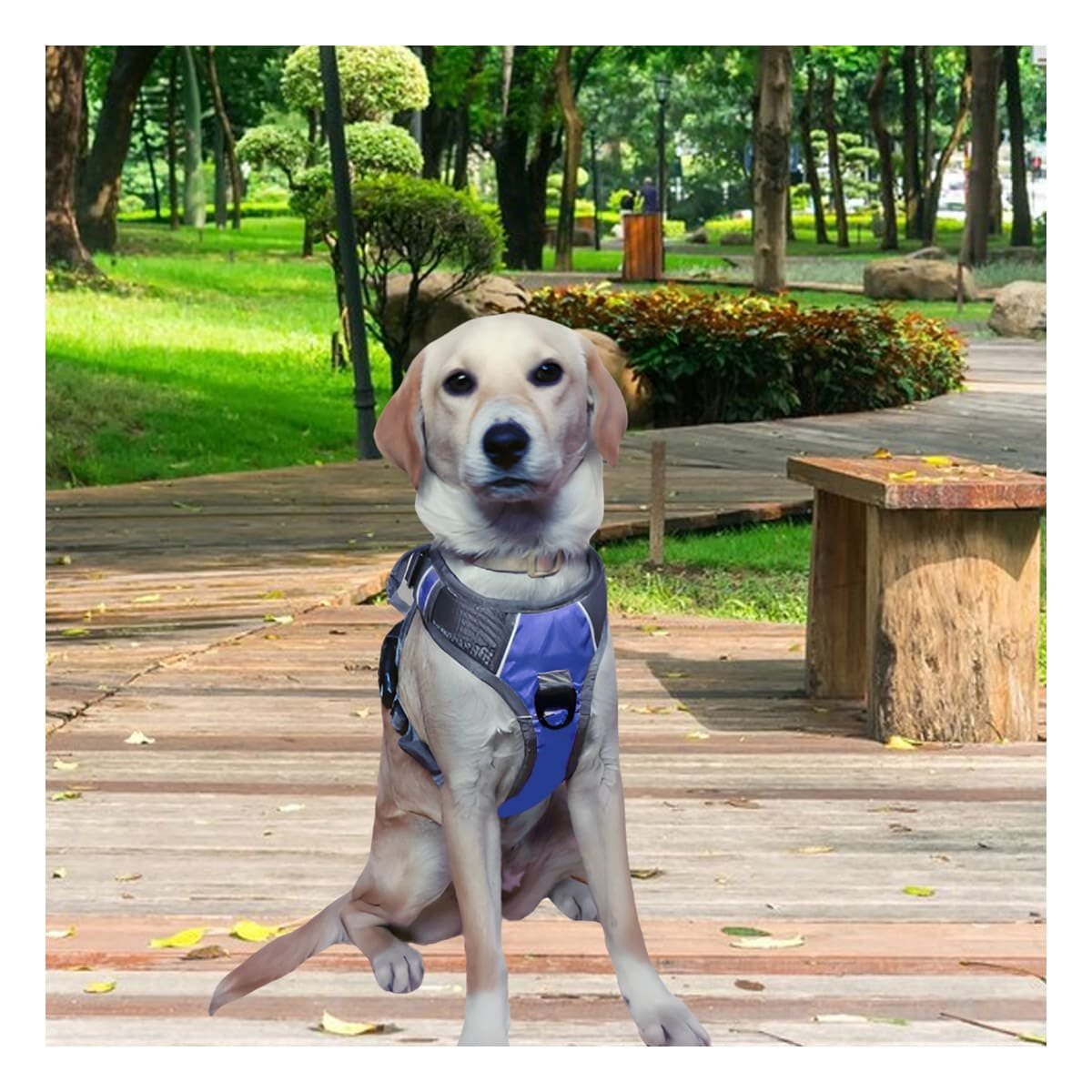 CHALECO PARA PERRO AZUL TALLA XL FACIL DE COLOCAR Y AJUSTABLE Y+LIGAS REGALO - 1