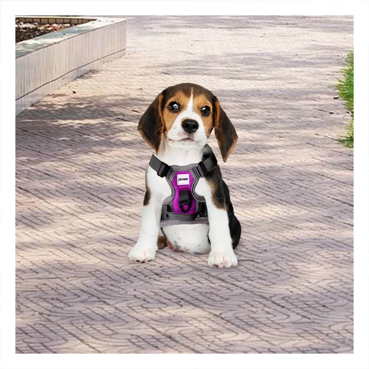 PACK2 IMPLEMENTO CANINO PARA PERRO FUCSIA TALLA S PRACTICO Y FIRME - 5