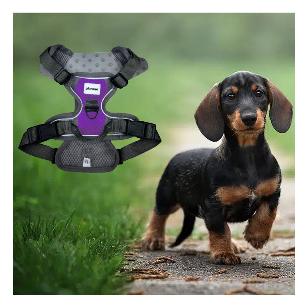 PACK4 SOPORTE LIVIANO PARA PERRO MORADO TALLA M COMODO Y RESISTENTE Y+REGALO STICKER - 3