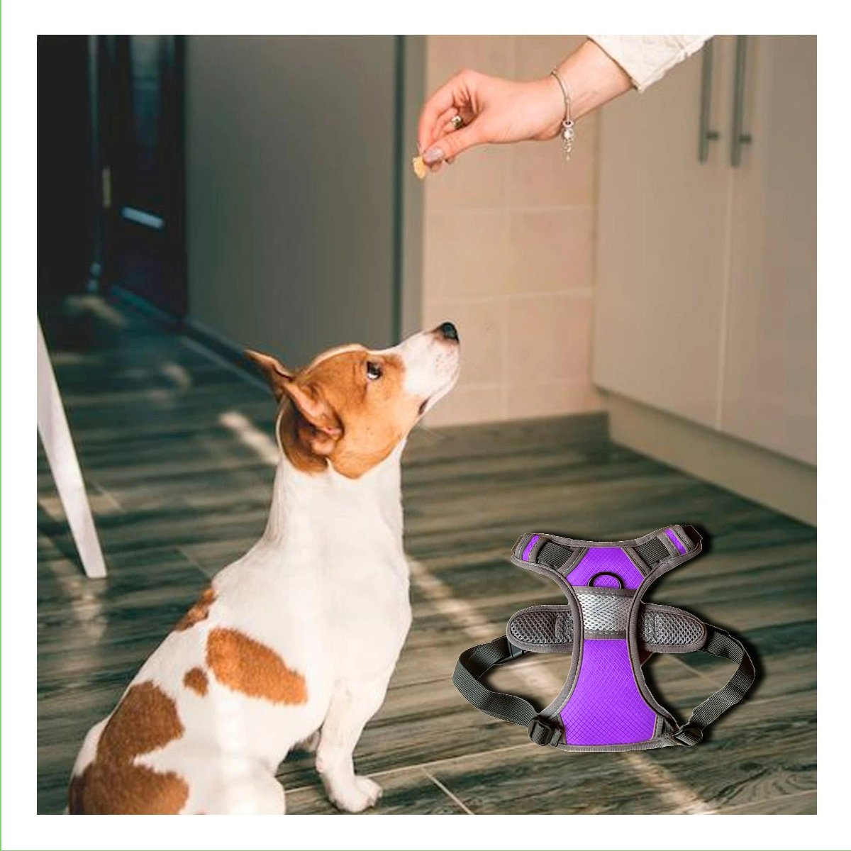PACK4 SOPORTE LIVIANO PARA PERRO MORADO TALLA M COMODO Y RESISTENTE Y+REGALO STICKER - 5
