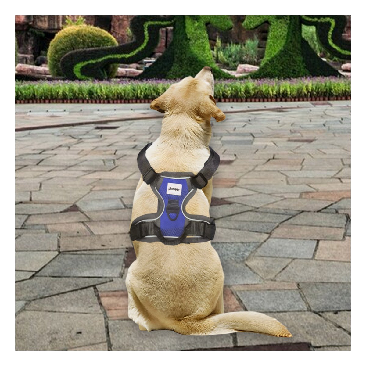 PACK6 CINTURON PARA PERRO AZUL TALLA XL AJUSTABLE Y FACIL DE COLOCAR - 2