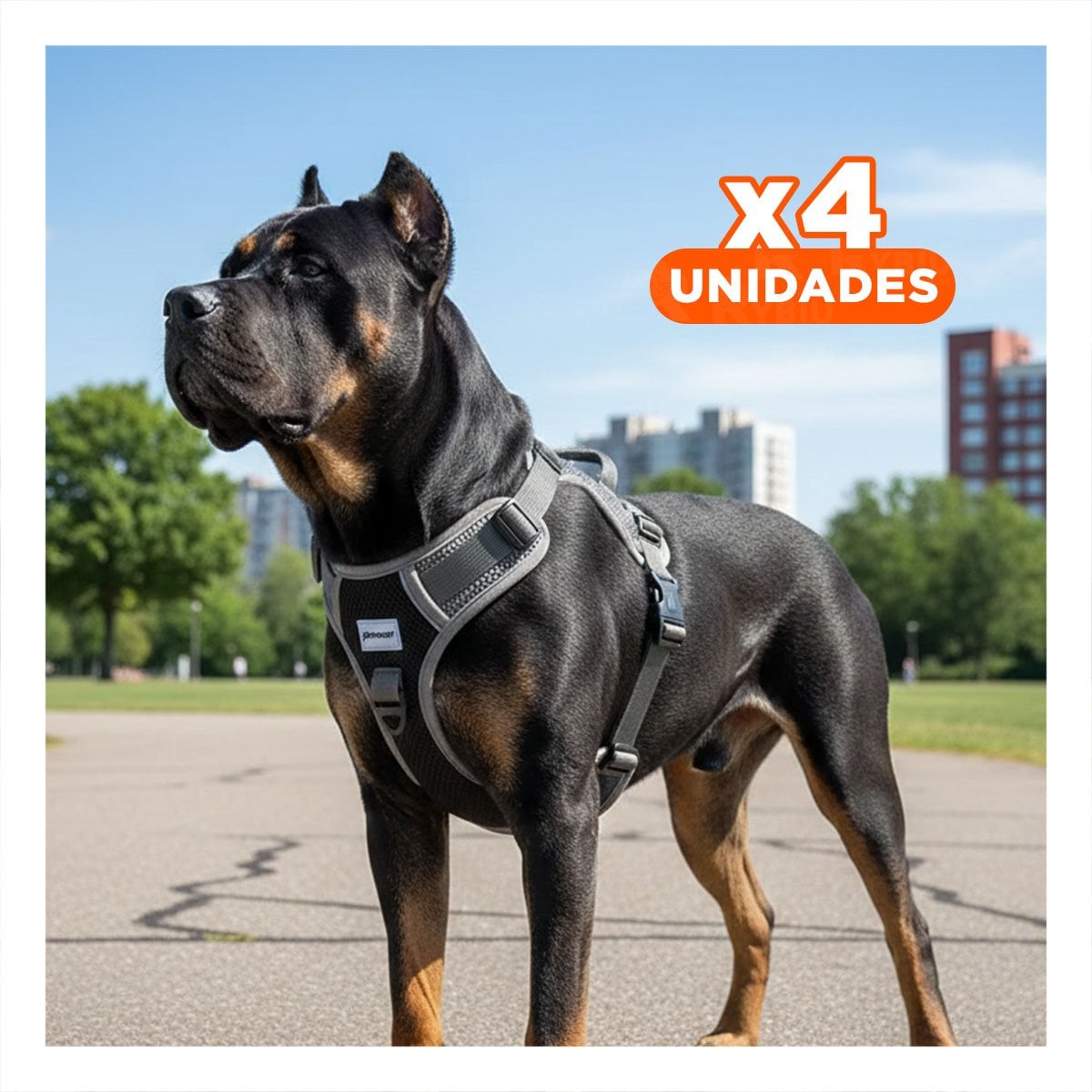 PACK4 KIT PARA PERRO CON PECHERA RESISTENTE Y ADAPTABLE A TALLA XL - 1
