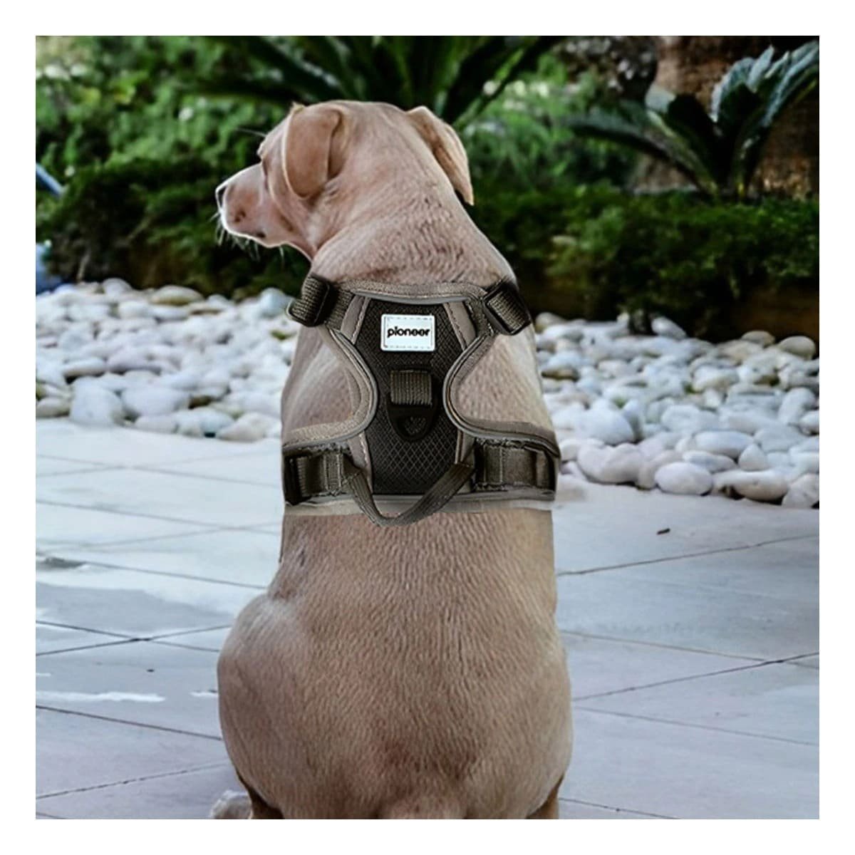 PACK4 KIT PARA PERRO CON PECHERA RESISTENTE Y ADAPTABLE A TALLA XL - 5