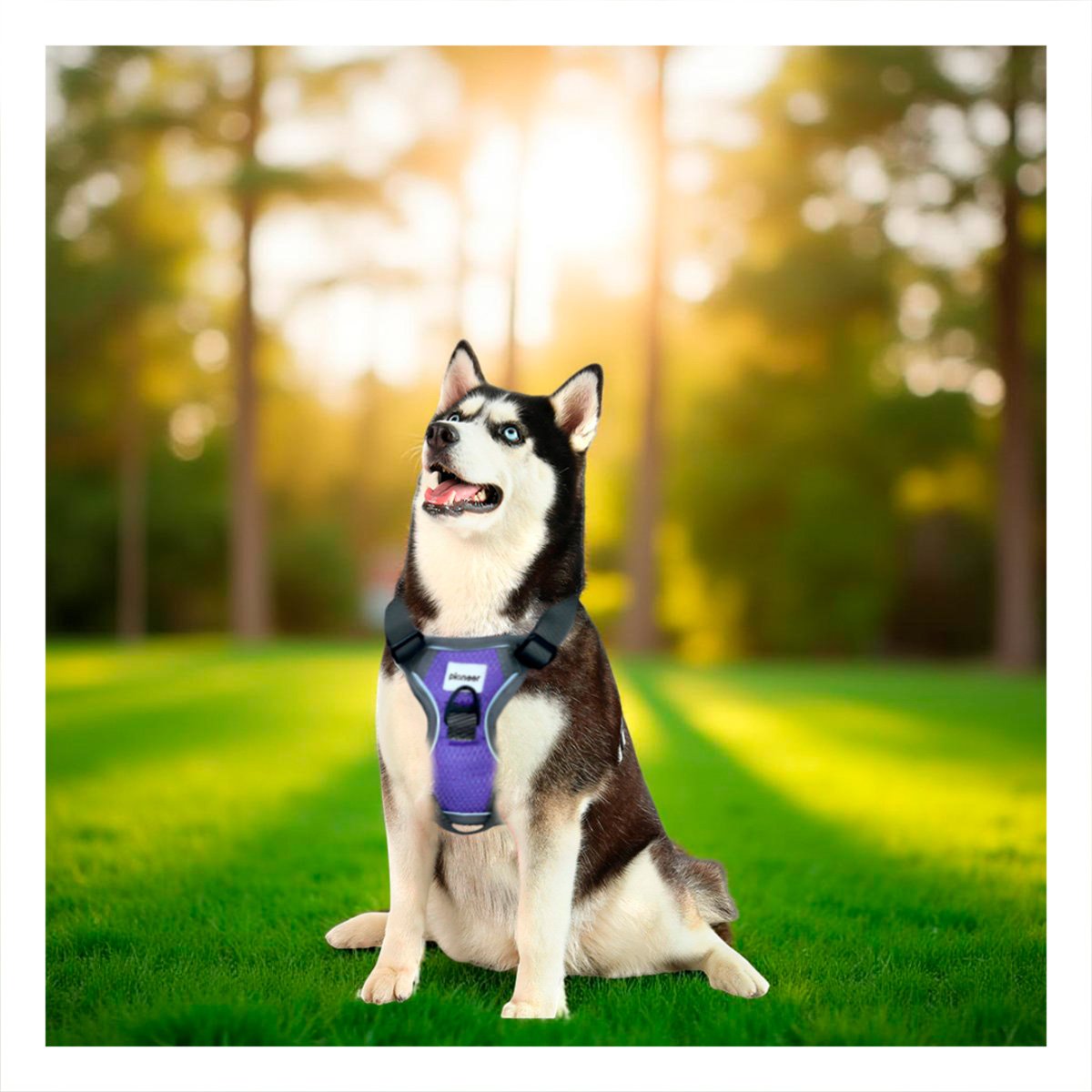 PACK2 ARNES AJUSTABLE PARA PERRO MORADO TALLA L SEGURO Y RESISTENTE Y+PAPEL REGALO - 5