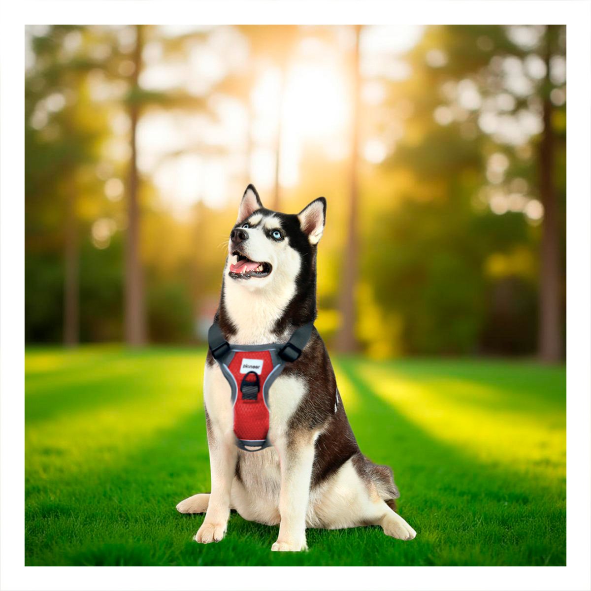 CHALECO PARA PERRO ROJO TALLA L COMODO Y AJUSTABLE Y+PAPEL REGALO - 3