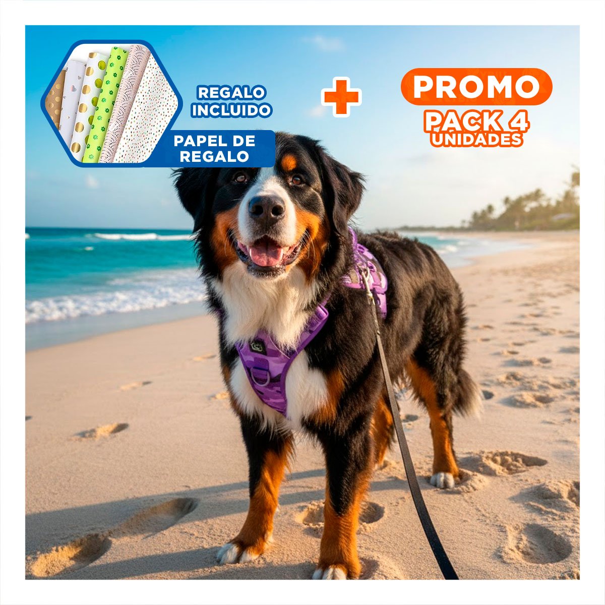 PACK4 CINTURON PARA PERRO ACTIVO MORADO TALLA L PARA PASEOS Y ENTRENAMIENTO Y+PAPEL REGALO - 1