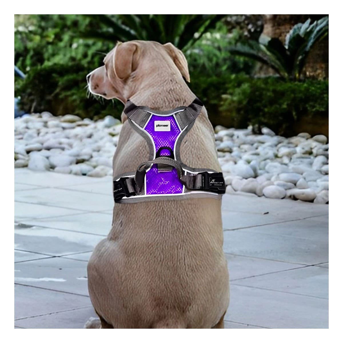 PACK2 EQUIPO PARA PERRO MORADO TALLA XL CON MATERIAL SUAVE Y SEGURO Y+PAPEL REGALO - 5