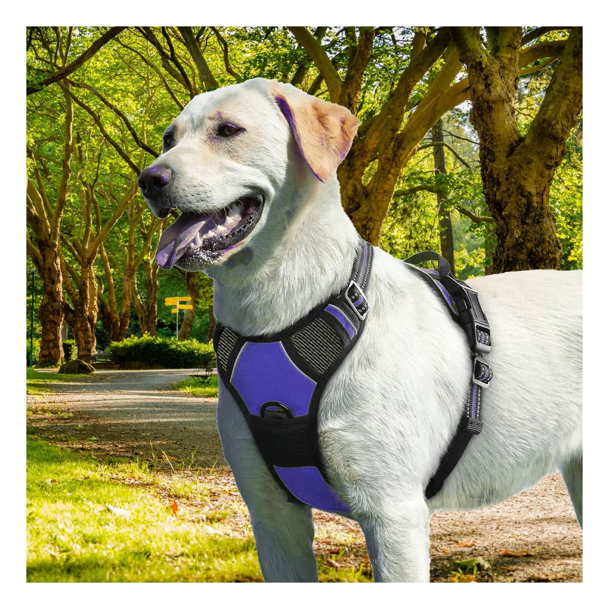 ARNES CONFORT PARA PERRO MORADO TALLA L FACIL DE COLOCAR Y AJUSTAR Y+PAPEL REGALO - 3