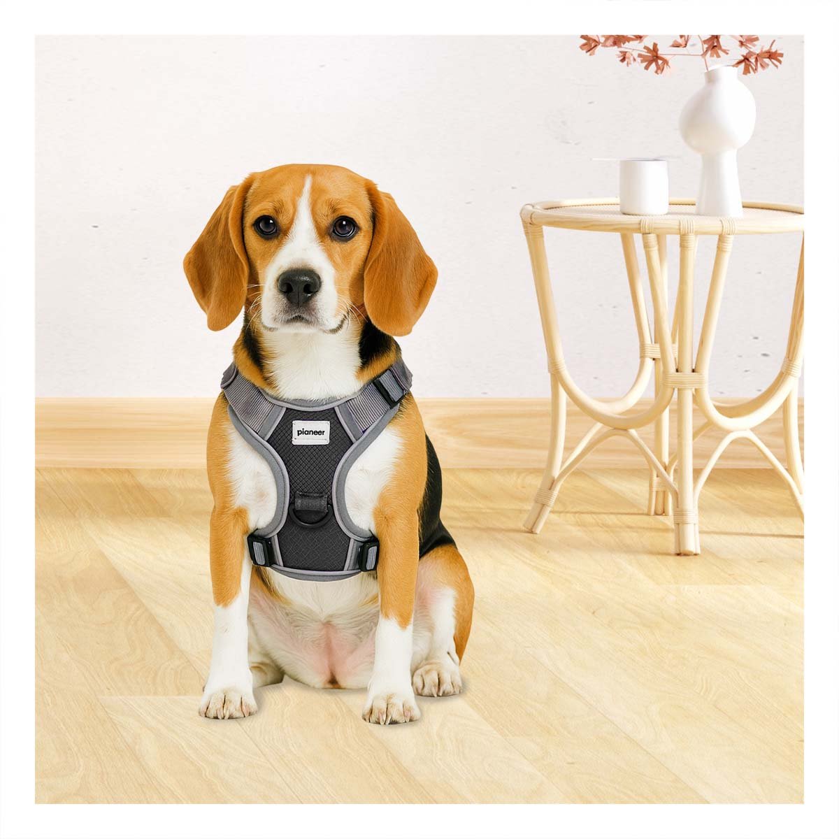 PACK6 ARNES PARA PERRO NEGRO TALLA M CON COMODIDAD Y CALIDAD SUPERIOR - 2