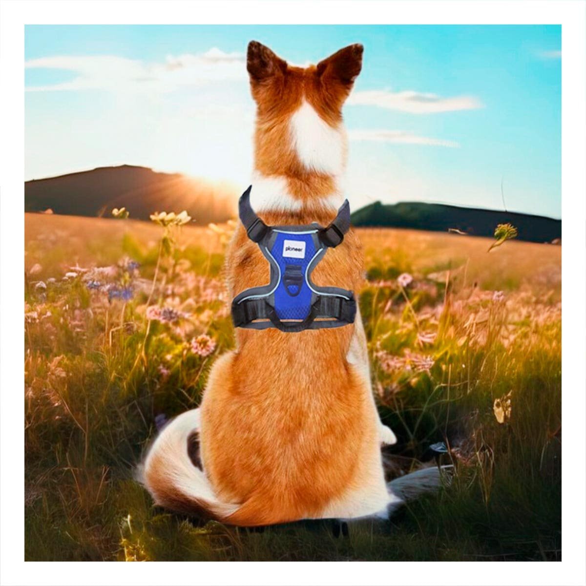 PACK6 CINTURON PARA PERRO AZUL TALLA XL SEGURO Y CONFORTABLE PARA PASEO Y+PAPEL REGALO - 2