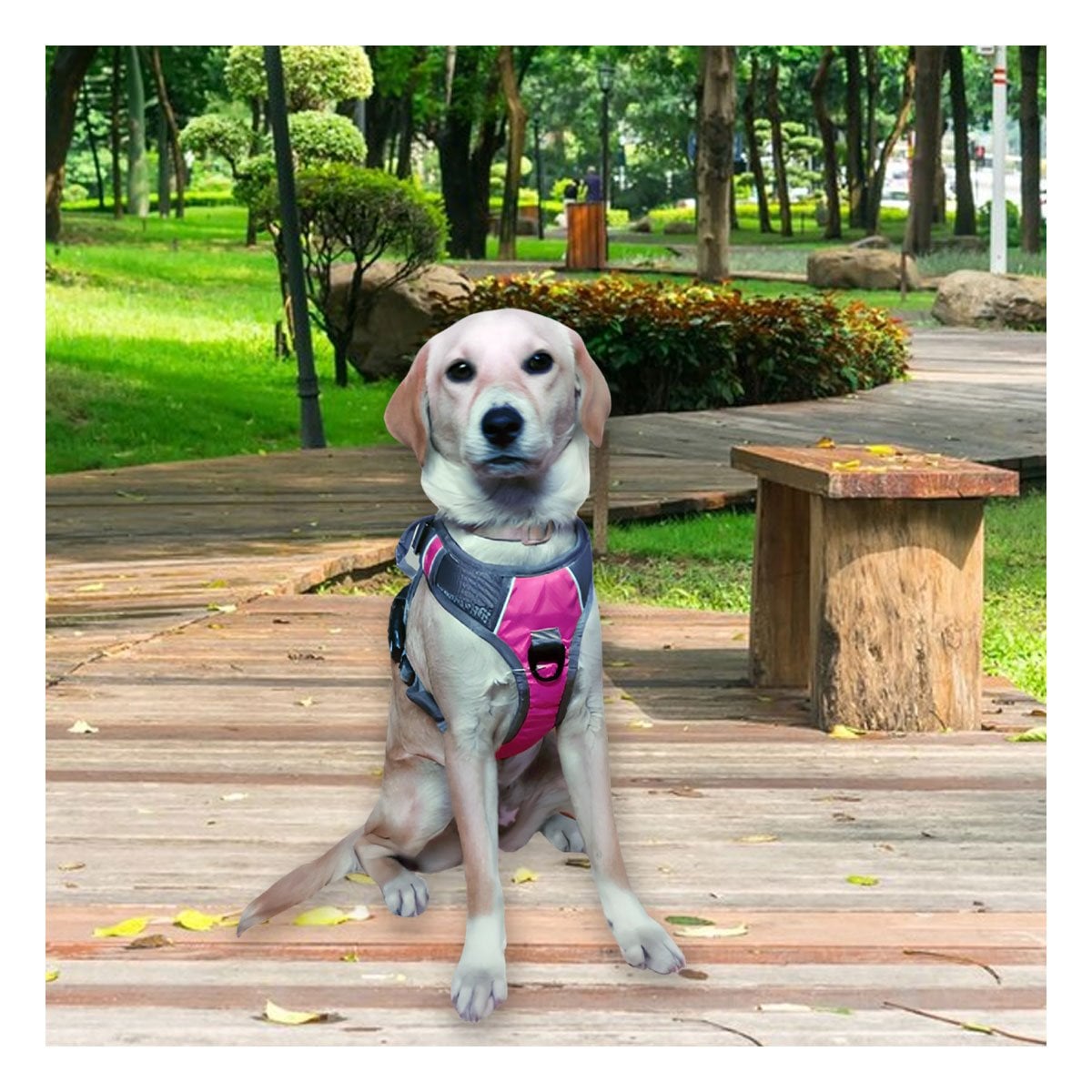 PECHERA PARA PERRO FUCSIA AJUSTABLE CON CIERRE FACIL Y SEGURO Y+LIGAS REGALO - 1