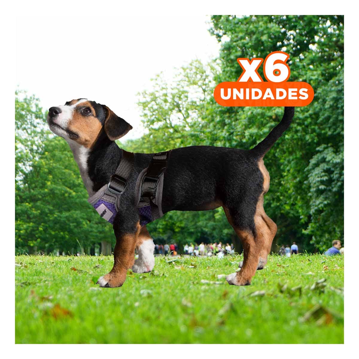 PACK6 SISTEMA DE PASEO PARA PERRO MORADO TALLA S PRACTICO Y+REGALO STICKER - 1
