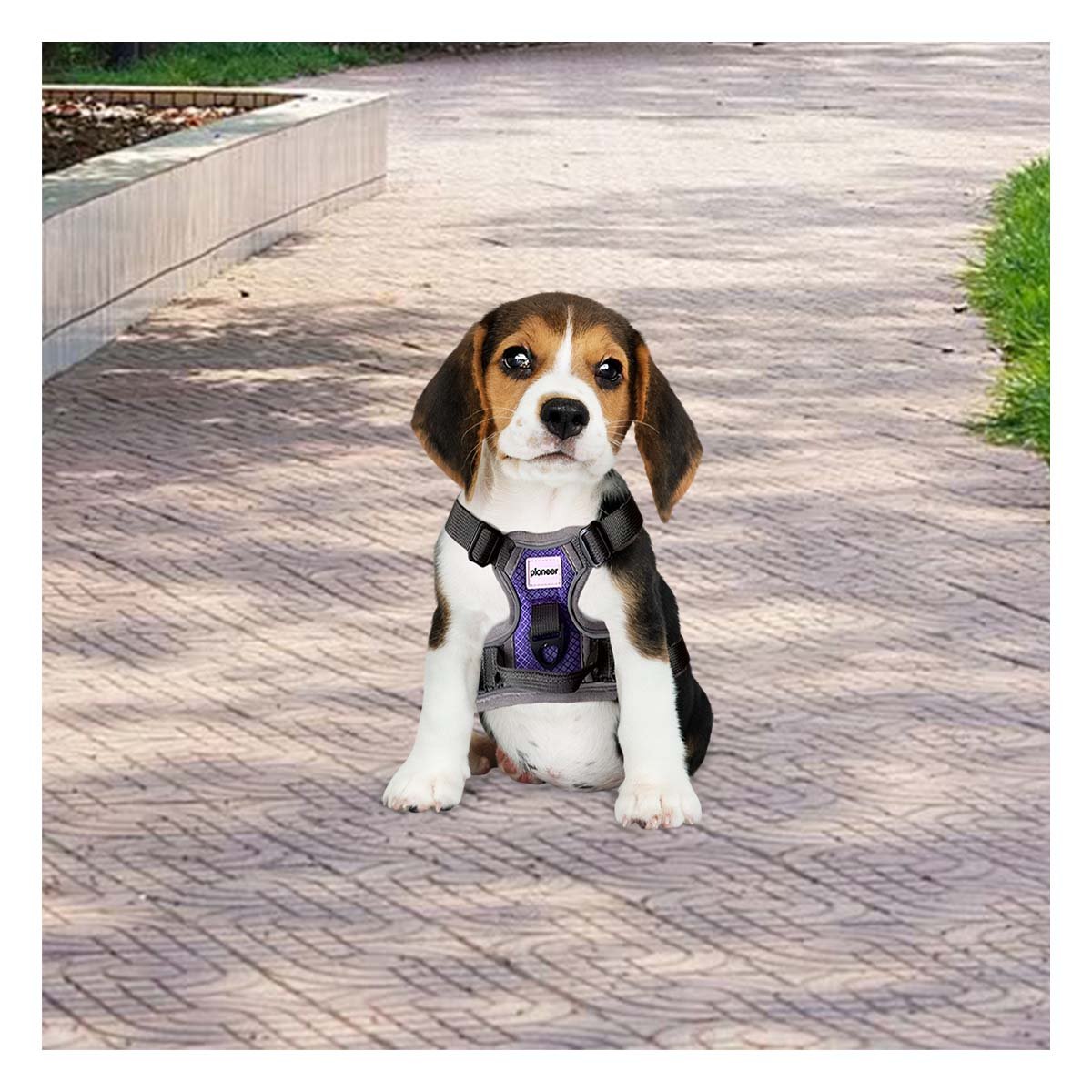 PACK6 SISTEMA DE PASEO PARA PERRO MORADO TALLA S PRACTICO Y+REGALO STICKER - 3