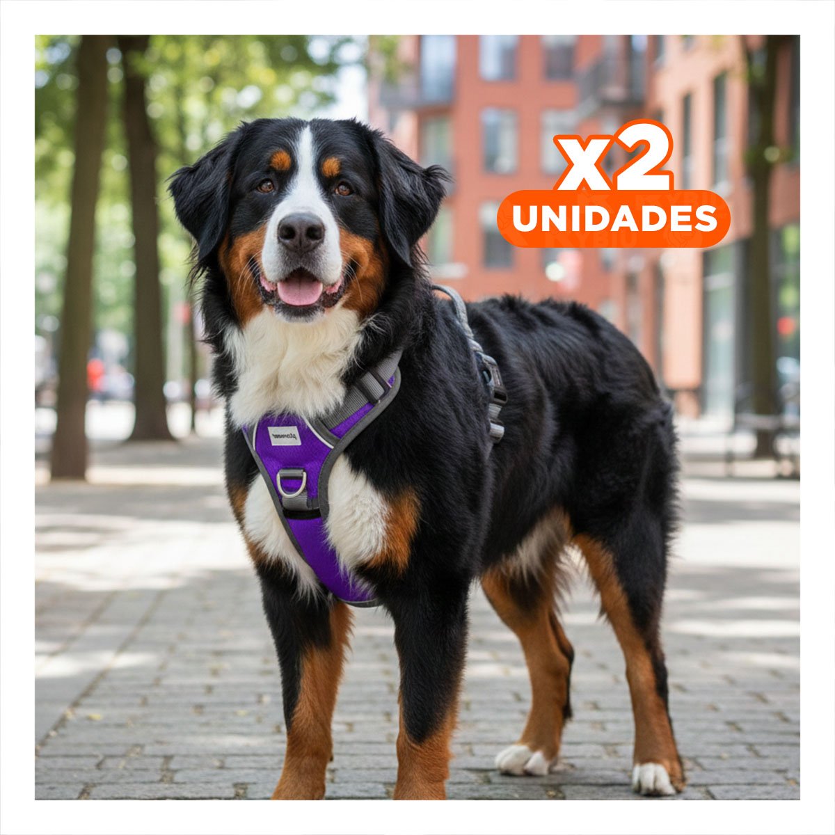 PACK2 EQUIPO PARA PERRO MORADO TALLA XL AJUSTABLE Y FACIL DE USAR Y+REGALO STICKER - 1