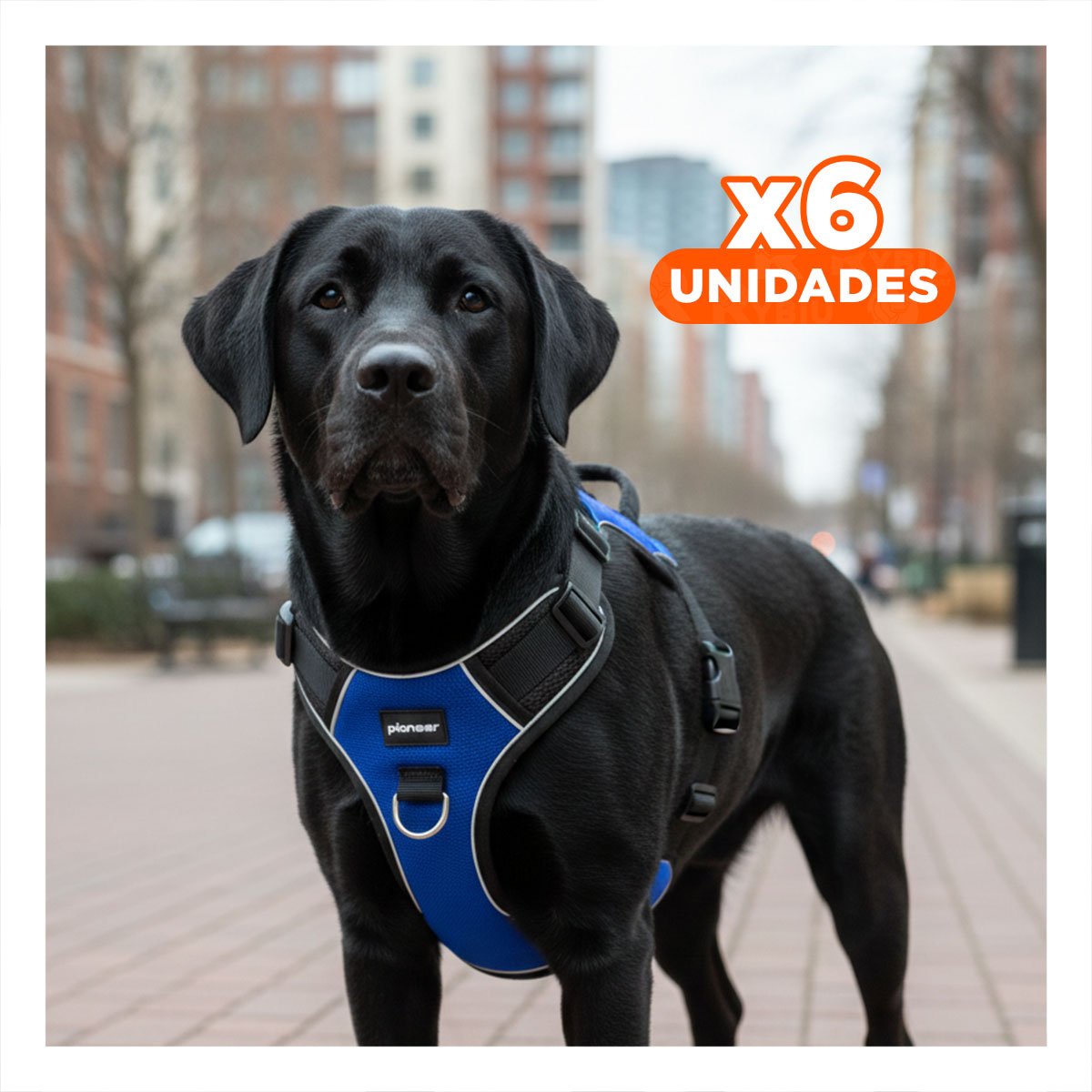 PACK6 ARNES SEGURO PARA PERRO AZUL TALLA L RESISTENTE Y CONFORTABLE Y+REGALO STICKER - 1