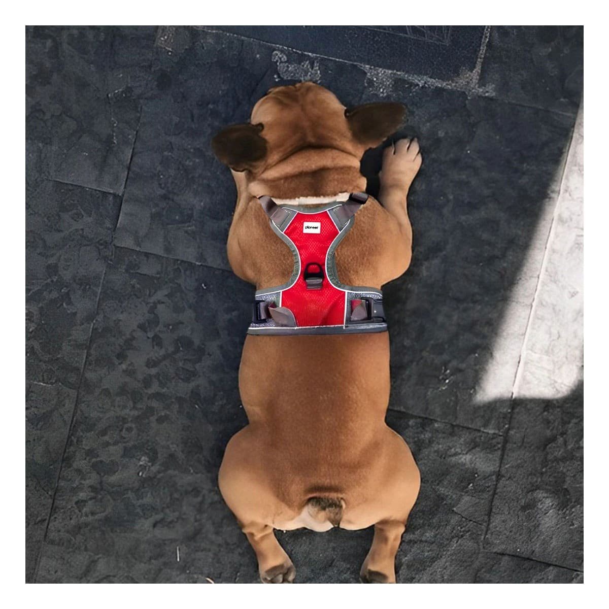 PACK4 CORREA CON PECHERA PARA CACHORRO ROJO TALLA L LIGERA Y SUAVE - 2