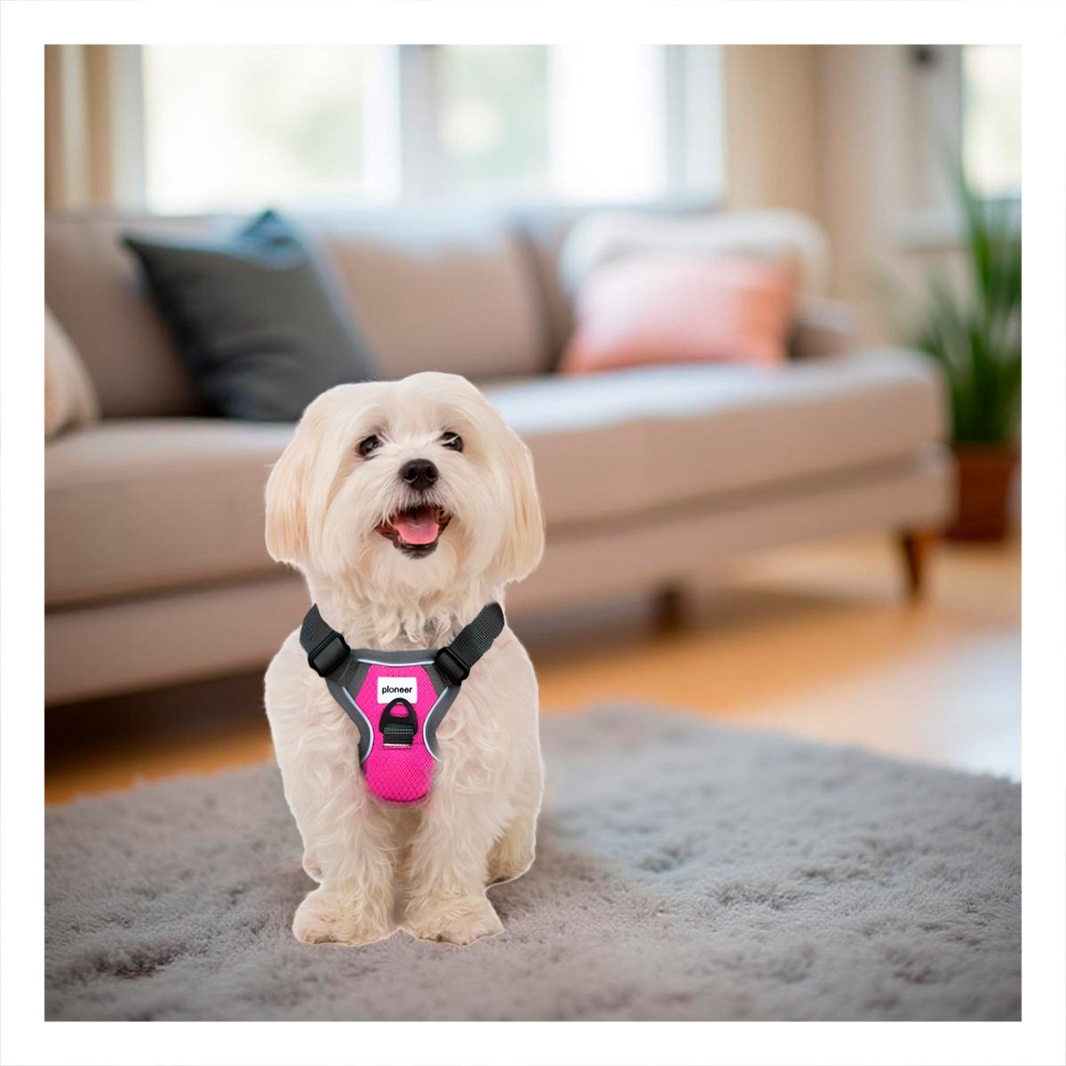 PACK2 PECHERA SEGURA FUCSIA PARA PERRO DE PASEO DIARIO Y ACTIVIDAD Y+REGALO STICKER - 5