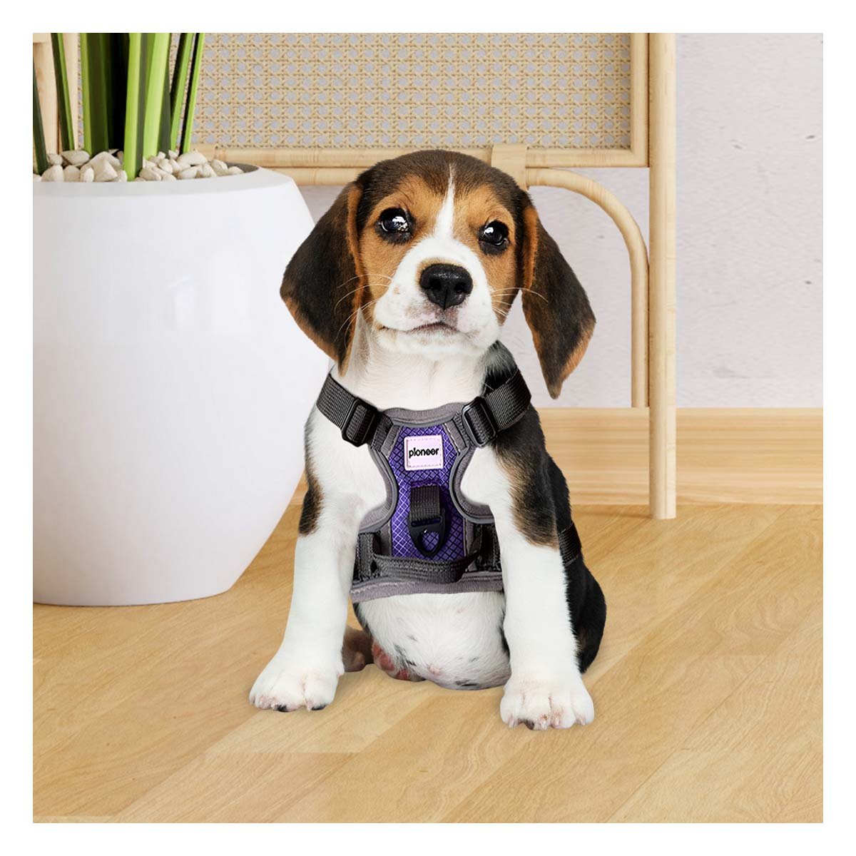 PACK2 CORREA CORPORAL PARA PERRO MORADO TALLA S AJUSTABLE - 5