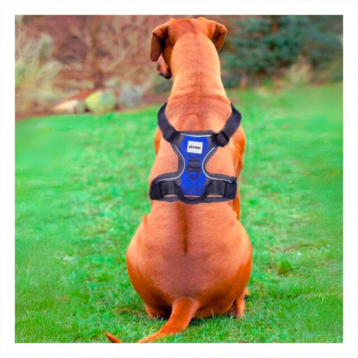 PACK2 EQUIPO PARA PERRO AZUL TALLA XL AJUSTABLE Y FACIL DE USAR Y+REGALO STICKER - 3