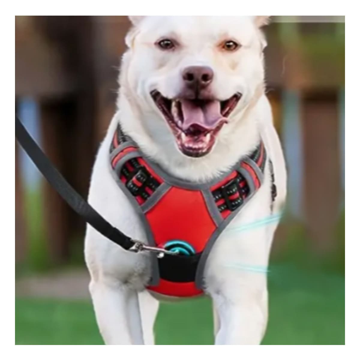 PACK4 ARNES REFLECTANTE PARA PERRO CON MATERIAL SUAVE Y AJUSTE RAPIDO PARA PASEOS - 5