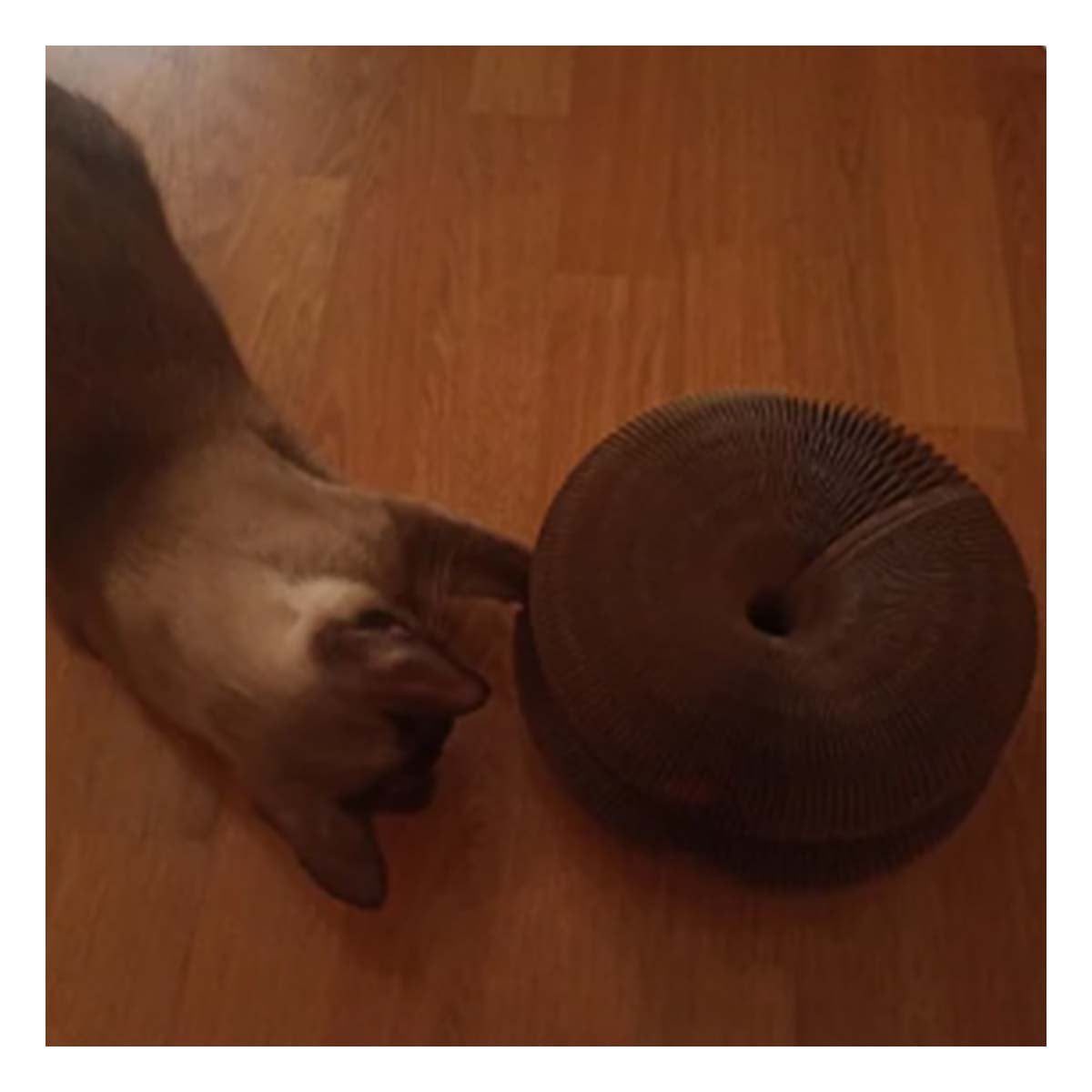 PACK2 ELEMENTO PARA GATO ACORDEON CON PELOTA Y CATNIP MARRON 1 PISO HOGAR - 2