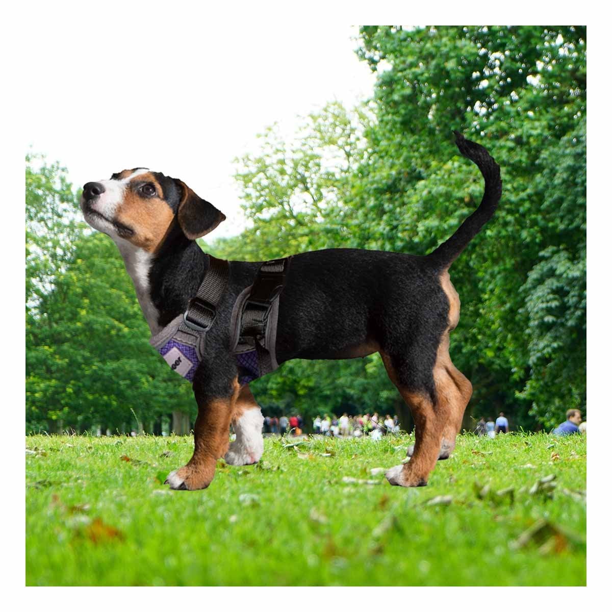 PACK4 CORREA TIPO PECHERA PARA PERRO MORADO TALLA S - 3