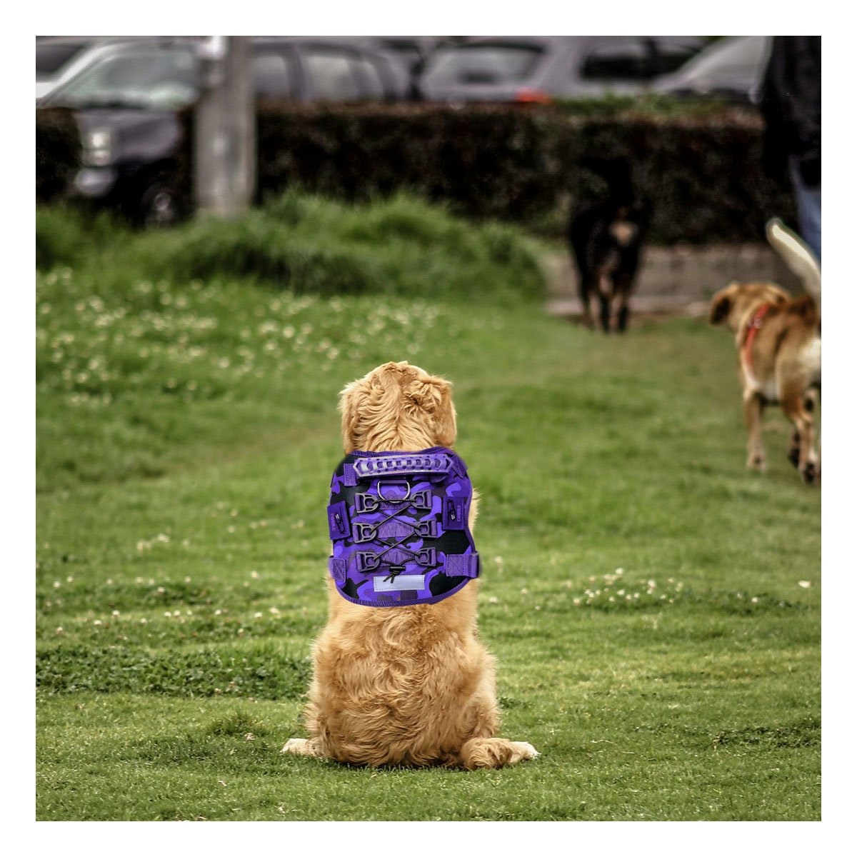 SEGURIDAD EXTRA PECHERA TACTICO PARA PERRO MORADO AJUSTABLE PARA PERROS MEDIANOS Y+POST IT - 3