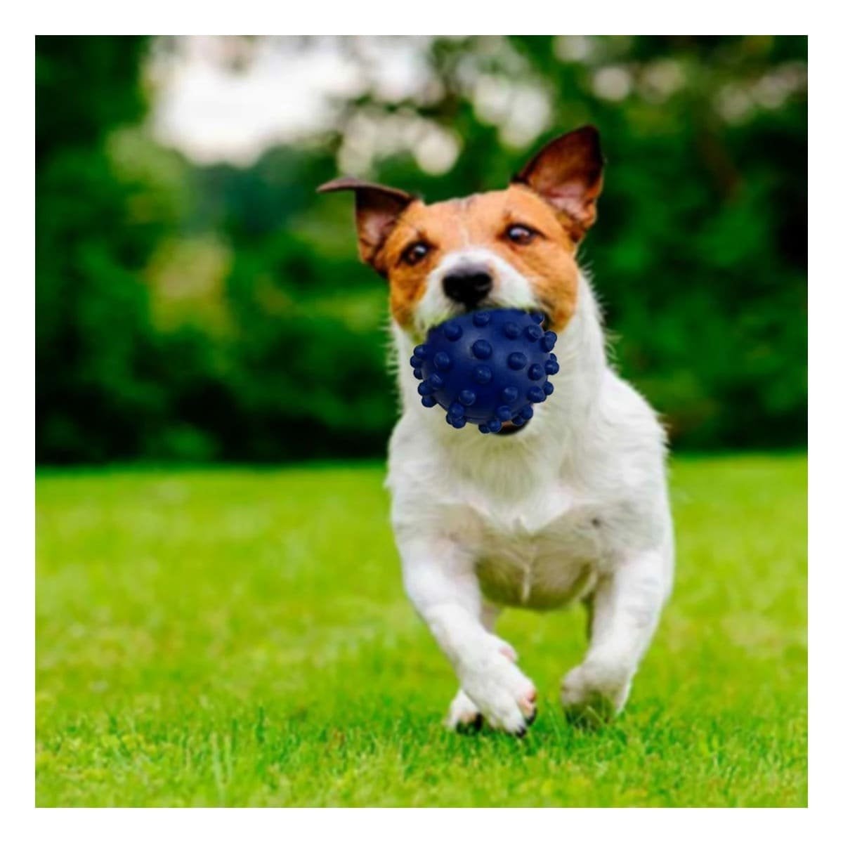 ACCESORIO CANINO AZUL DE CAUCHO CON FORMA DE CHIRIMOLLA COMPACTA Y+REGALO STICKER - 2