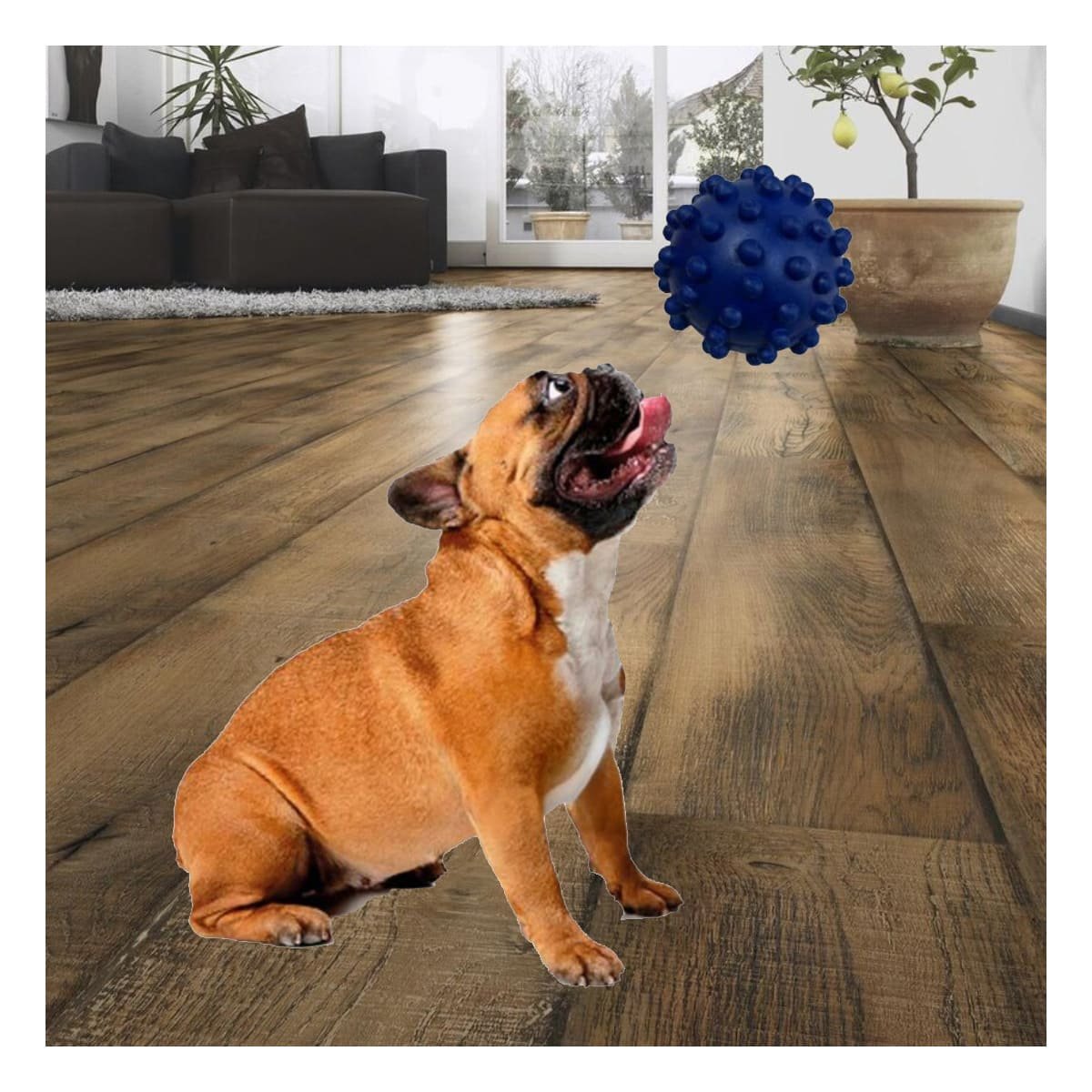 PACK12 JUGUETE AZUL DE CAUCHO PARA MASCOTAS FORMA CHIRIMOLLA Y+PAPEL REGALO - 5