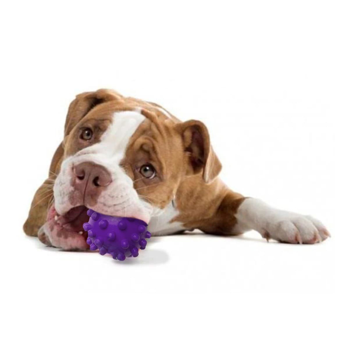 PACK4 JUGUETE PARA PERRO MORADO CON FORMA DE CHIRIMOLLA USO DIARIO Y+PAPEL REGALO - 3