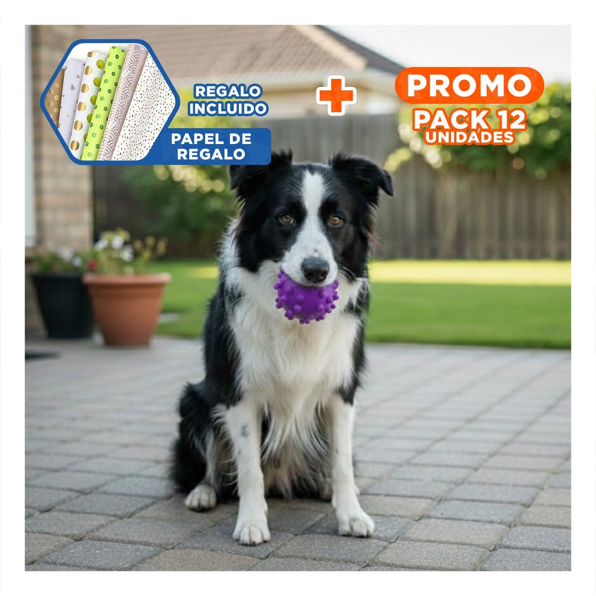 PACK12 JUGUETE MORADO DE CAUCHO PARA MASCOTAS FORMA CHIRIMOLLA Y+PAPEL REGALO - 1