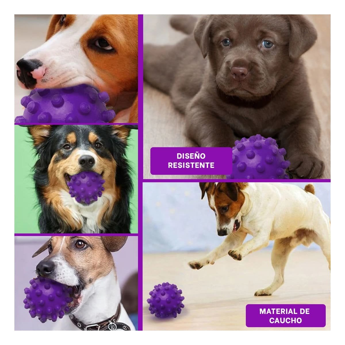 PACK12 JUGUETE MORADO DE CAUCHO PARA MASCOTAS FORMA CHIRIMOLLA Y+PAPEL REGALO - 2