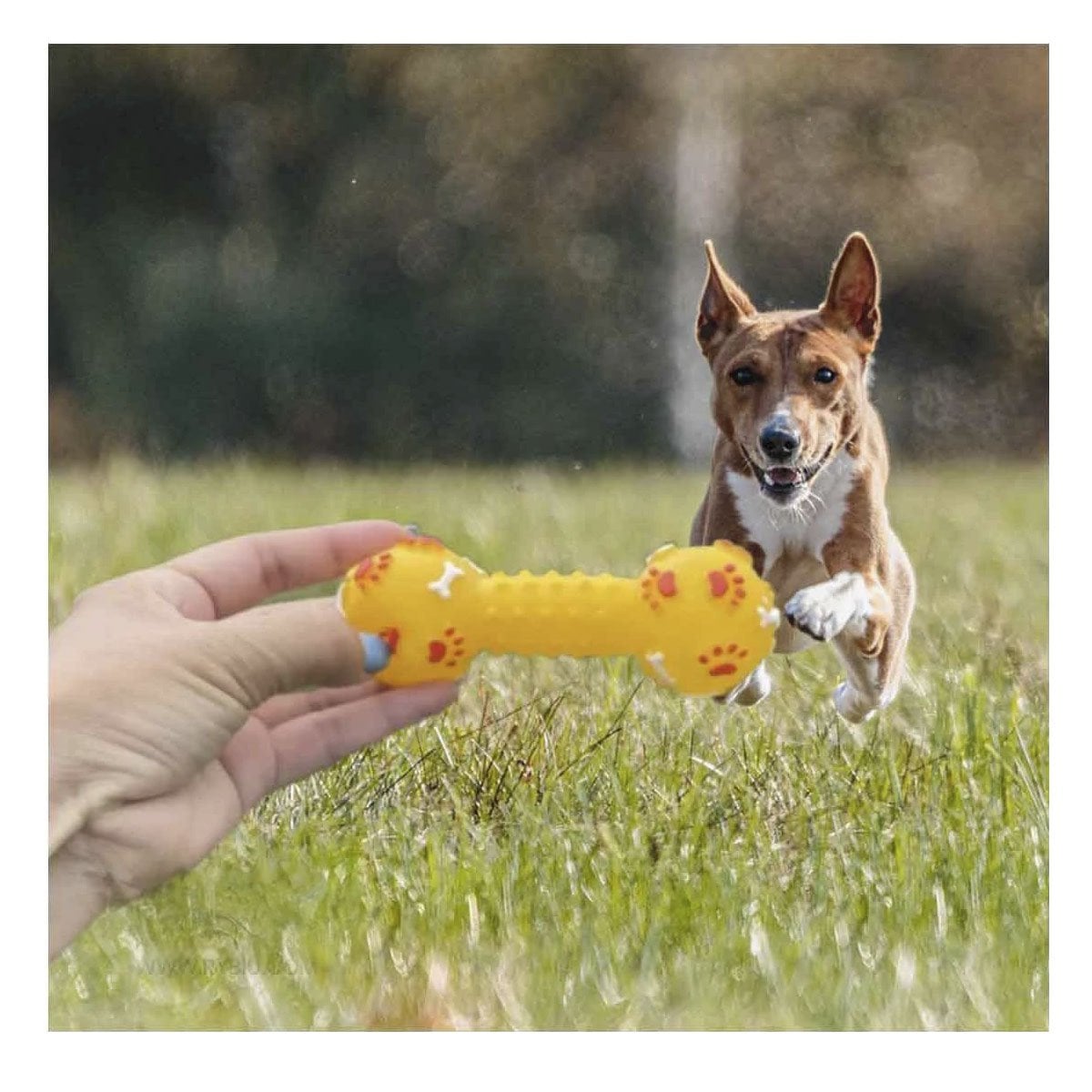 PACK12 HUESO PARA PERRO AMARILLO CON FORMA CLASICA PARA ENTRETENIMIENTO - 2