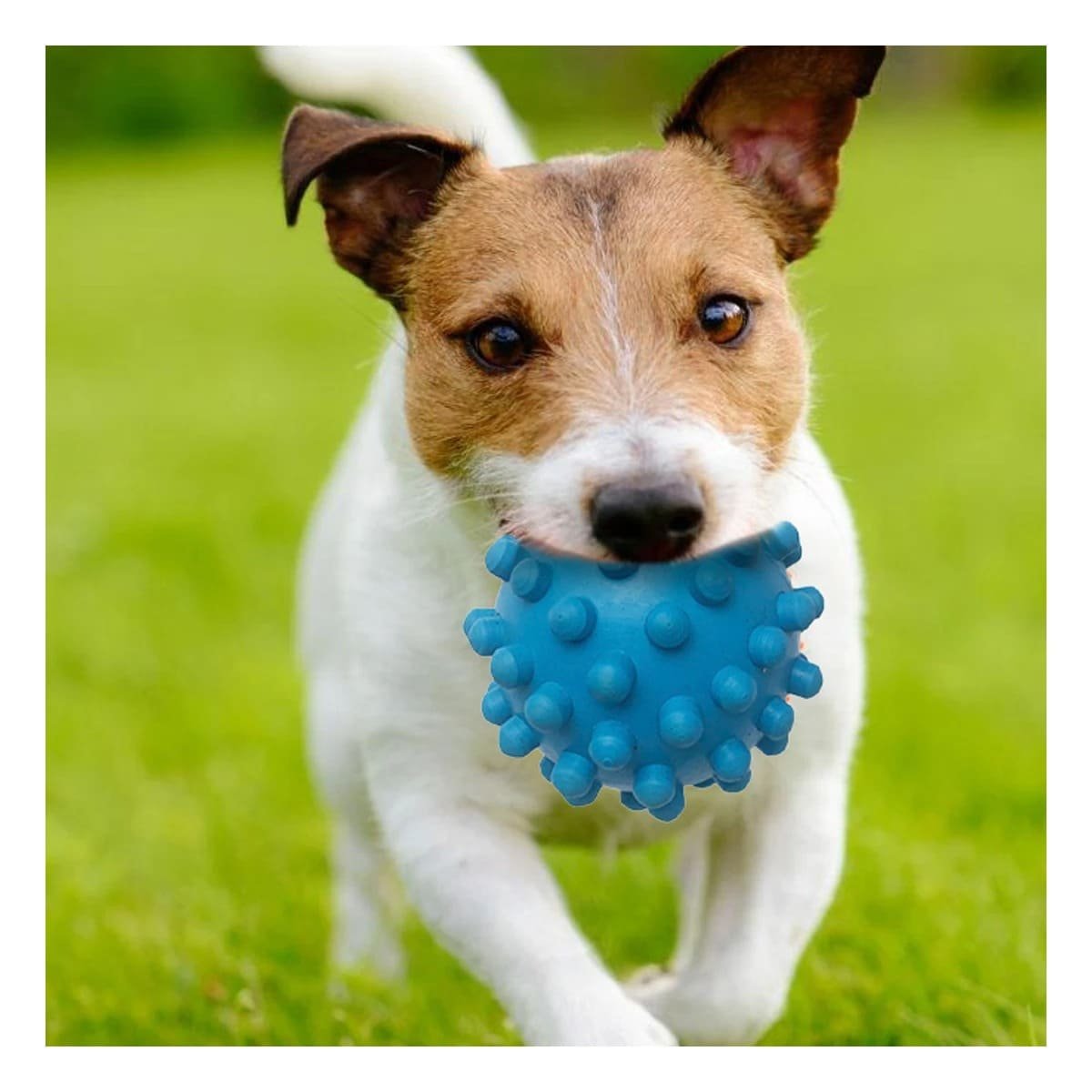 PACK4 JUGUETE PARA PERRO CELESTE CON FORMA DE CHIRIMOLLA USO DIARIO Y+PAPEL REGALO - 5