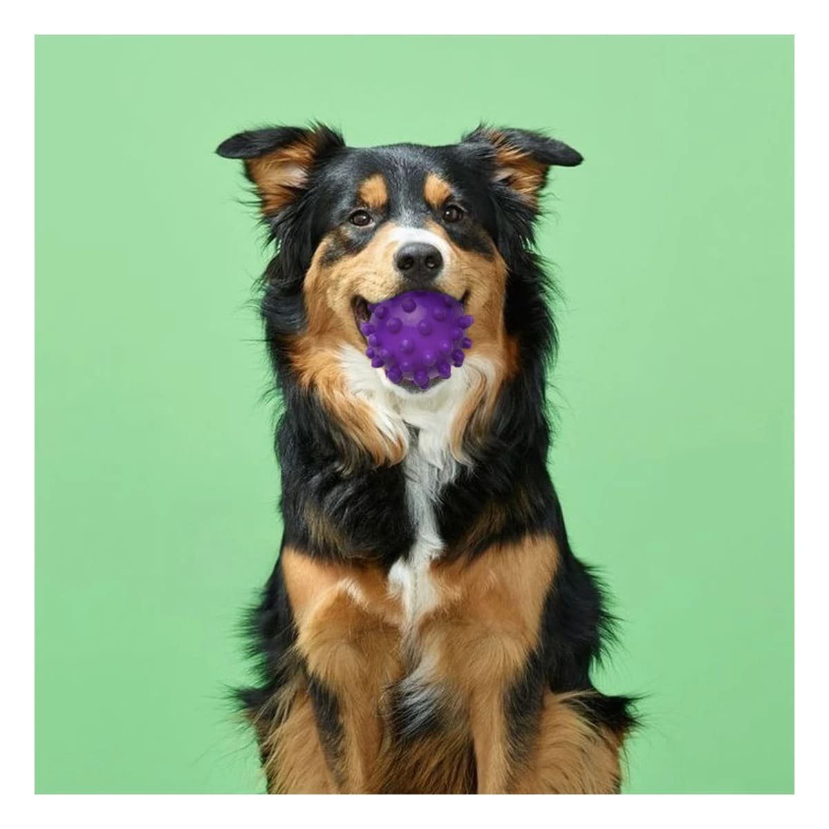 PACK12 JUGUETE CANINO MORADO CHICO TIPO CHIRIMOLLA PARA ACTIVIDAD Y+REGALO STICKER - 3