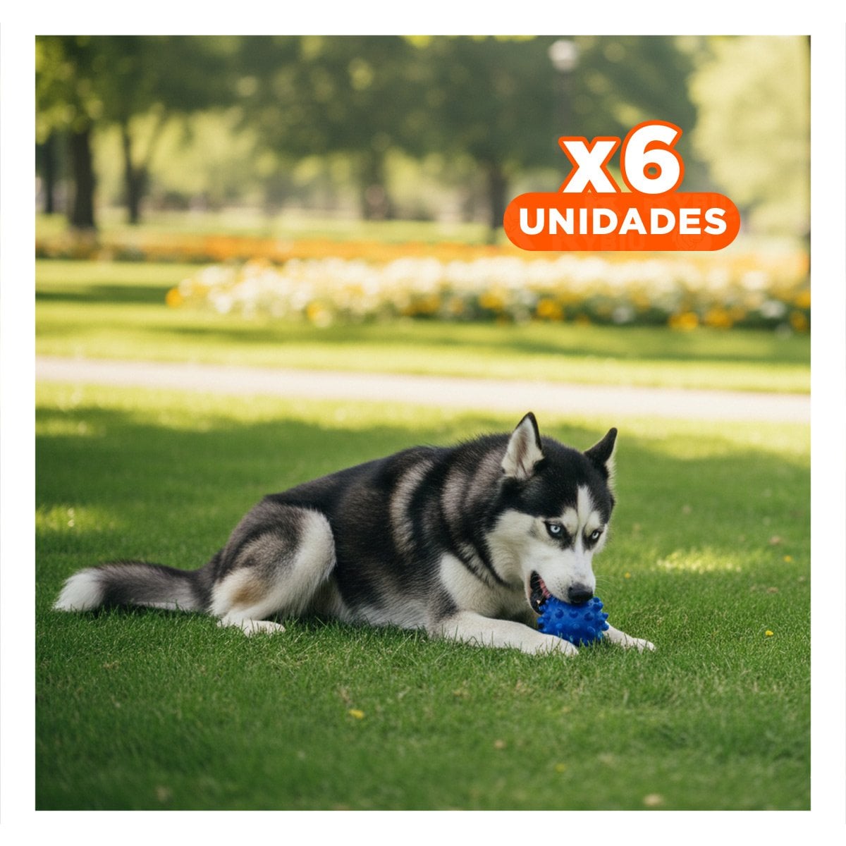 PACK6 JUGUETE CANINO AZUL COMPACTO TIPO CHIRIMOLLA ATRACTIVO Y+REGALO STICKER - 1