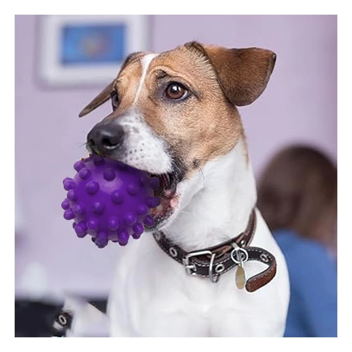 PACK12 ACCESORIO PARA PERRO MORADO CON DISENO CHIRIMOLLA LIGERO - 5