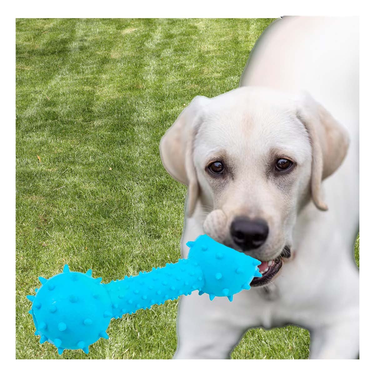 PACK12 HUESO CELESTE DE GOMA CON BOLAS LATERALES PARA FACIL AGARRE - 2