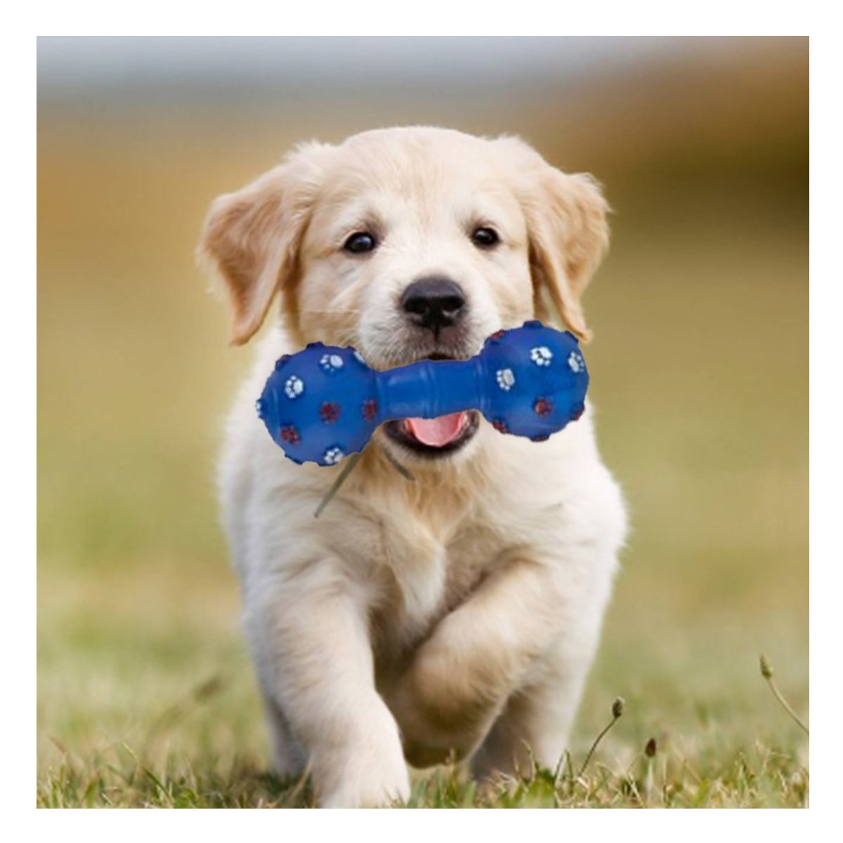 PACK4 HUESO CANINO AZUL CON FORMA CLASICA PARA USO DIARIO Y+PAPEL REGALO - 5