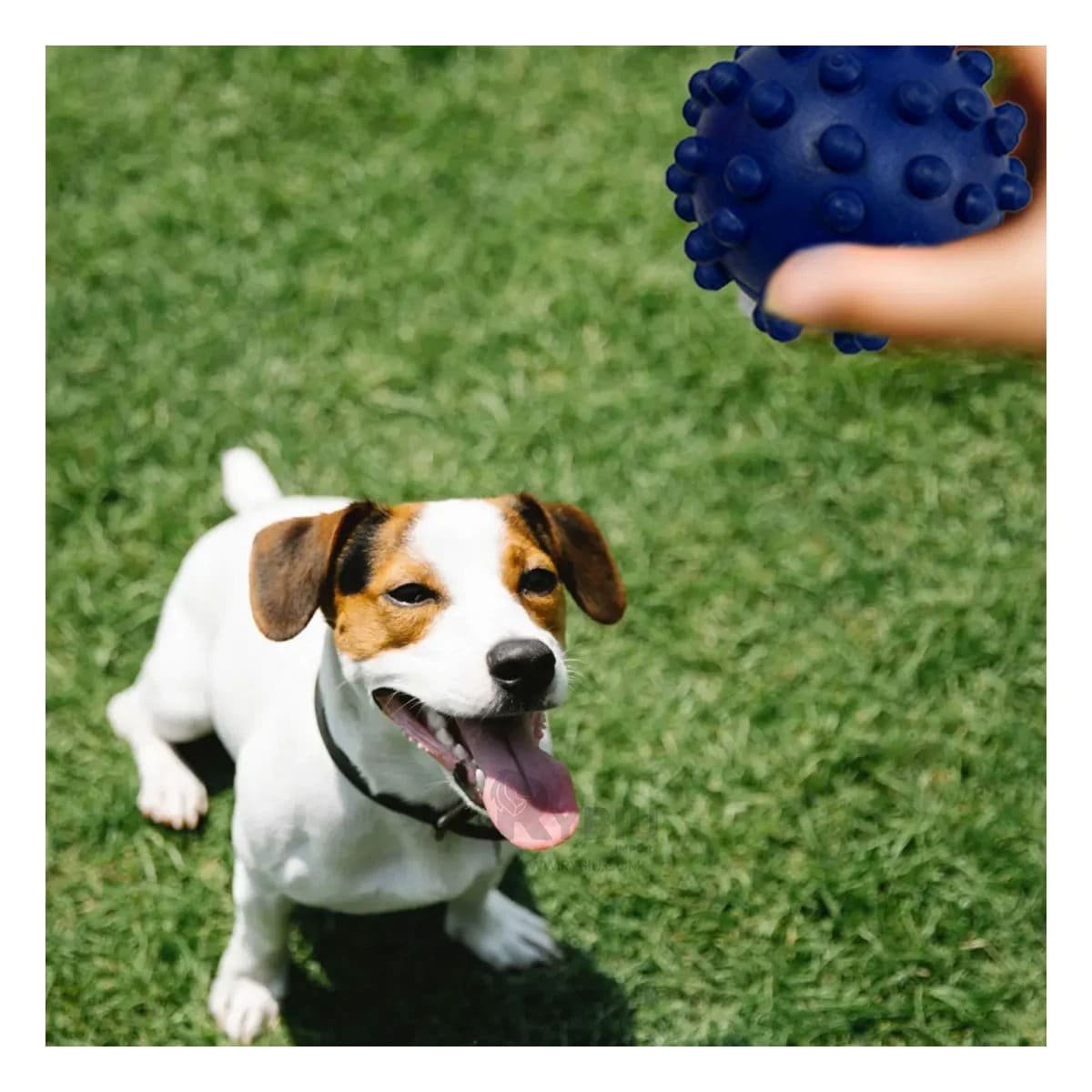 PACK4 JUGUETE PARA PERRO AZUL CON FORMA DE CHIRIMOLLA USO DIARIO Y+PAPEL REGALO - 5