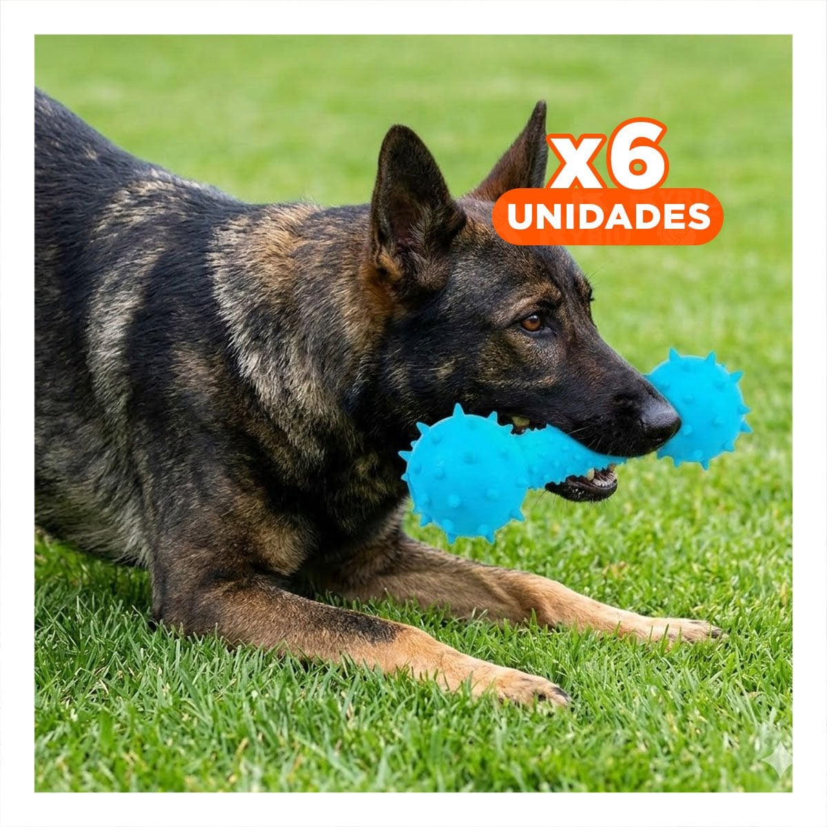 PACK6 JUGUETE PARA MASCOTA TIPO HUESO CELESTE CON RELIEVE ESTIMULANTE Y+REGALO STICKER - 1