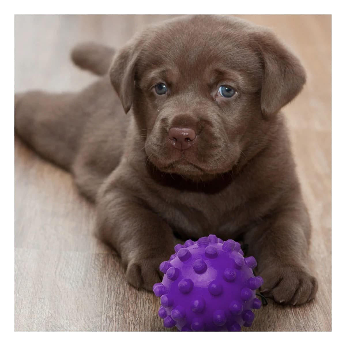 PACK2 JUGUETE CANINO MORADO FORMA CHIRIMOLLA PARA DIVERSION CONTINUA Y+REGALO STICKER - 3