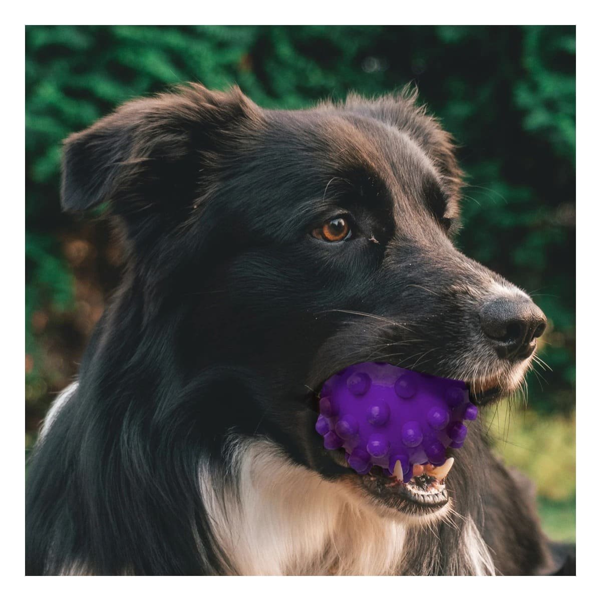 PACK2 JUGUETE CANINO MORADO FORMA CHIRIMOLLA PARA DIVERSION CONTINUA Y+REGALO STICKER - 5