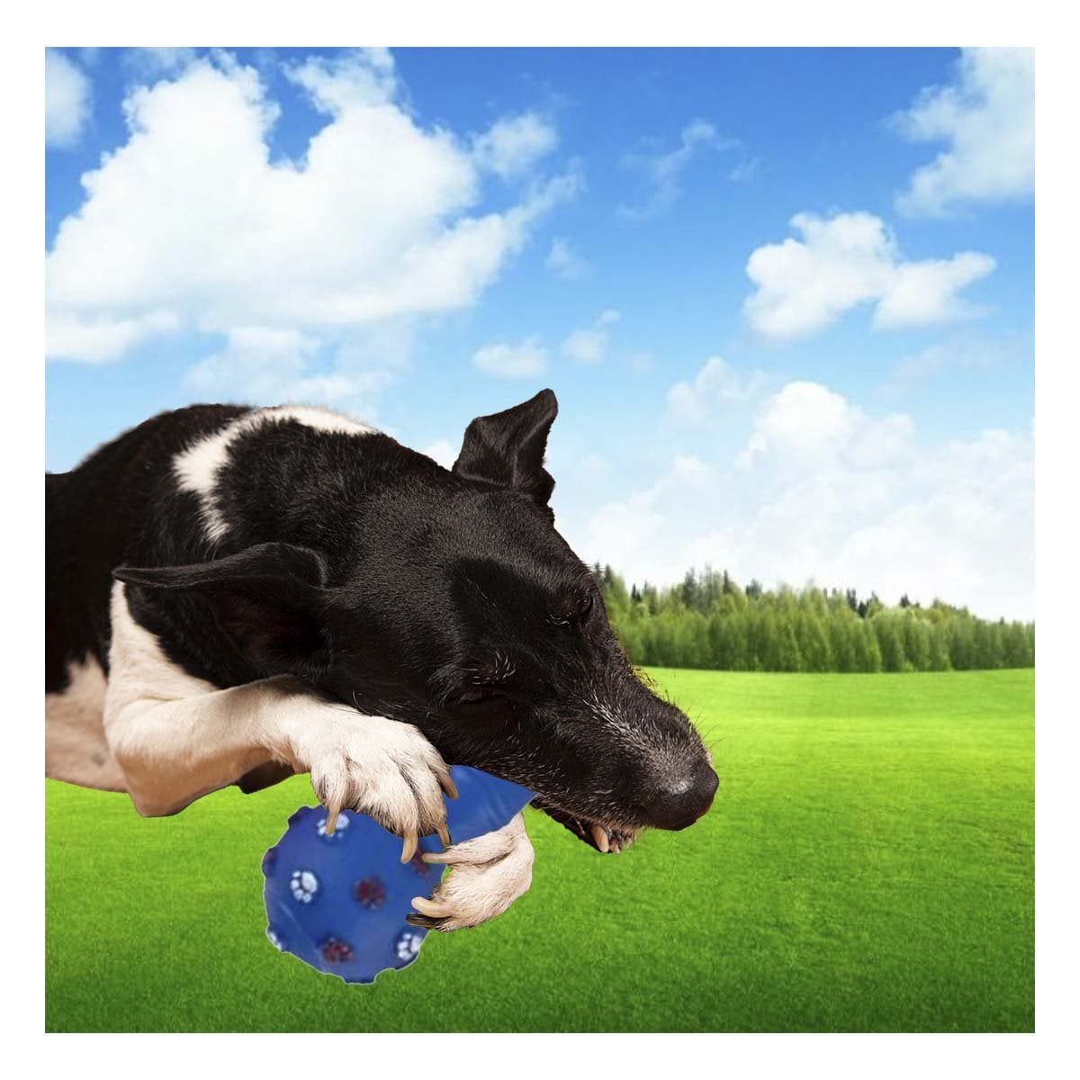 PACK2 ACCESORIO CANINO HUESO AZUL PARA JUEGO EN INTERIORES - 5