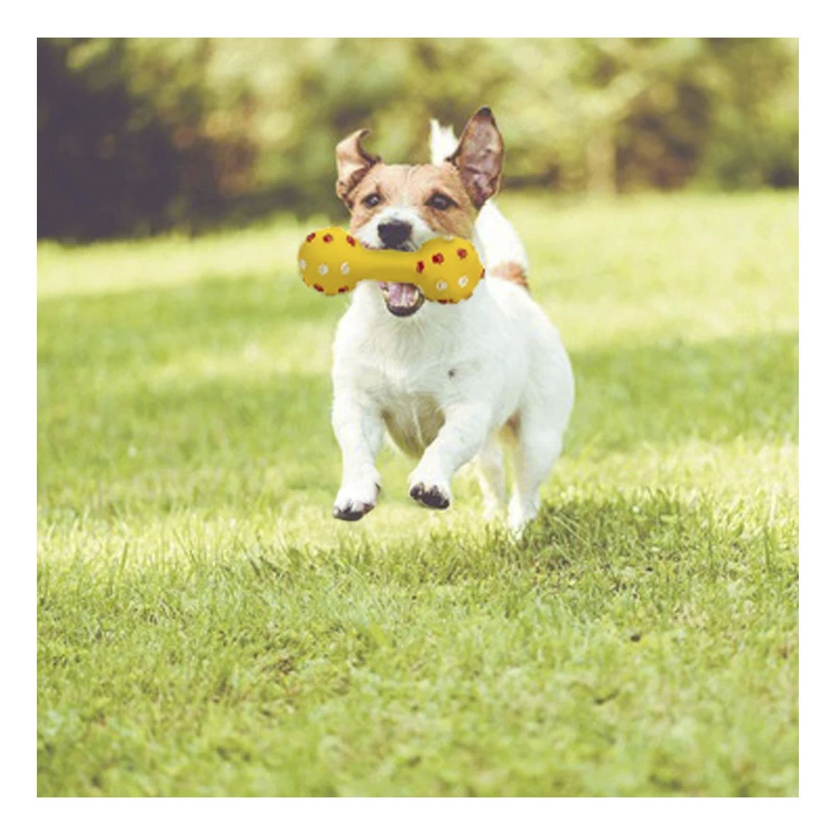 PACK6 HUESO AMARILLO PARA MASCOTAS CON DISENO ALEGRE Y FUNCIONAL Y+PAPEL REGALO - 2