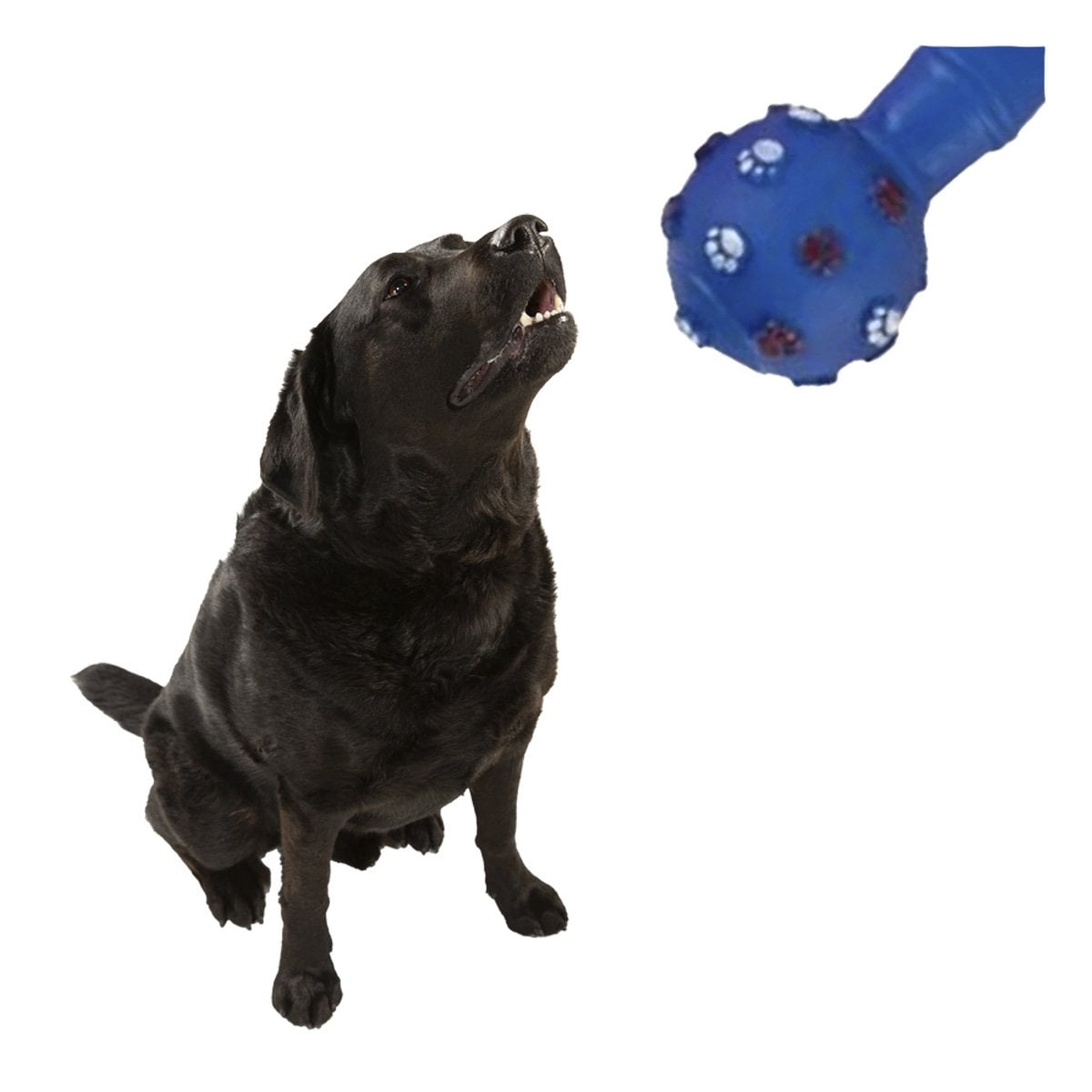 PACK6 JUGUETE CANINO HUESO AZUL CON DETALLES DECORATIVOS DE PATITAS Y+REGALO STICKER - 2
