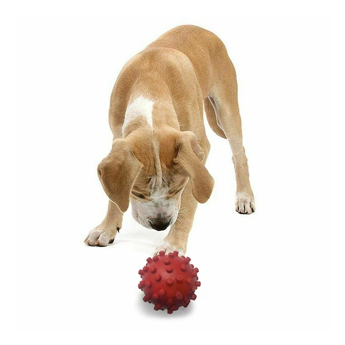 PACK6 JUGUETE CANINO DE CAUCHO ROJO CON ESTILO CHIRIMOLLA Y+REGALO STICKER - 2